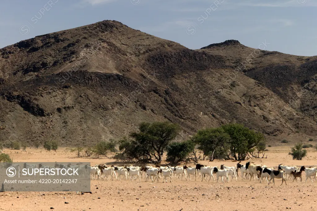 Goats. Desertification, Namibia, Africa.