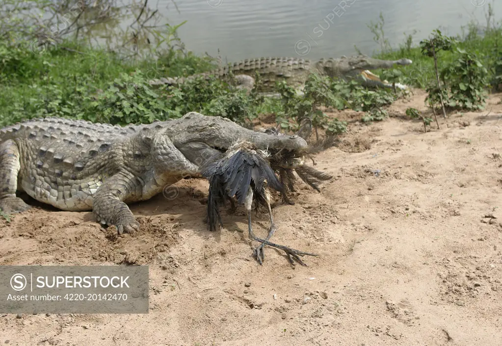 Orinoco CROCODILE - with dead Heron  (Crocodylus intermedius). Hato El Frio, Venezuela. Critically Endangered species.