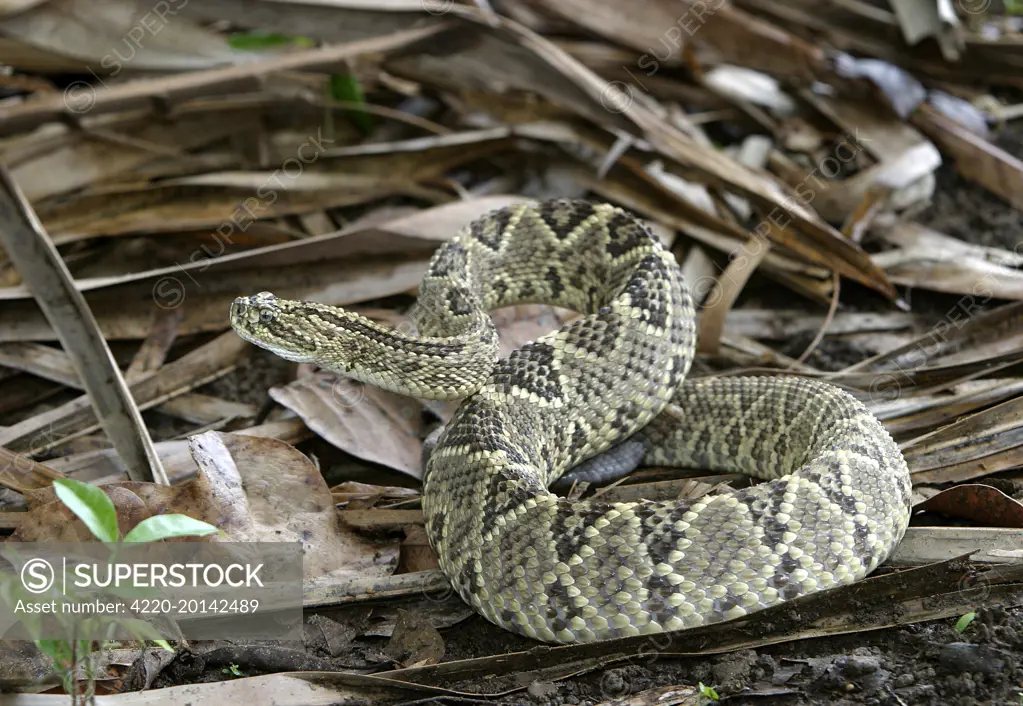 Tropical RATTLESNAKE (Crotalus durissus). Llanos. Hato El Frio. Venezuela. Sub-species C.d. durissus or C. d. cumanensisVery dangerous!.