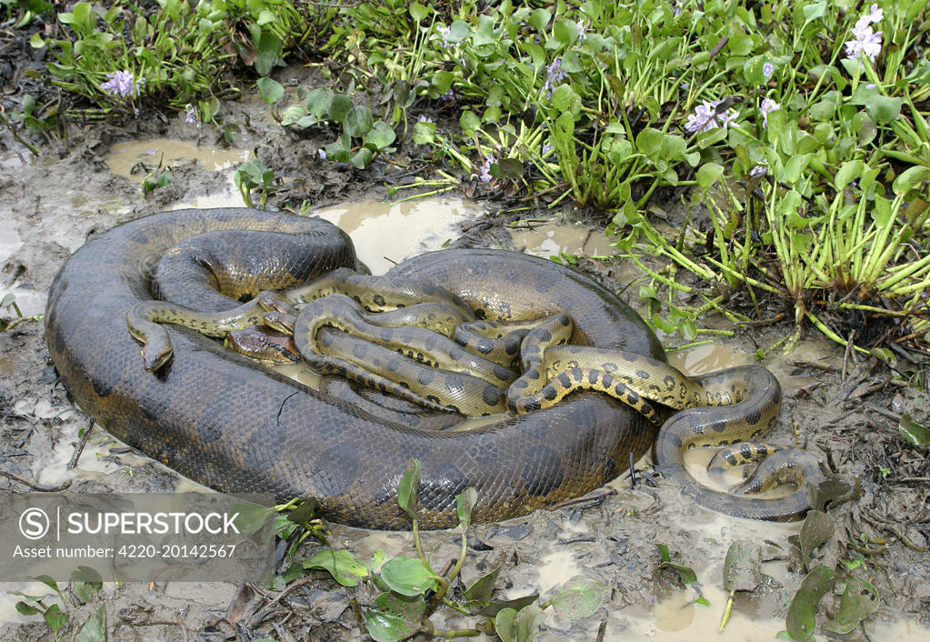 Green ANACONDA - mating, with 3 males, not all visible (Eunectes ...