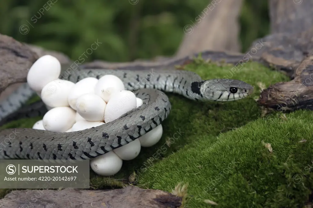 Grass Snake - wrapped around mass of eggs (Natrix natrix)