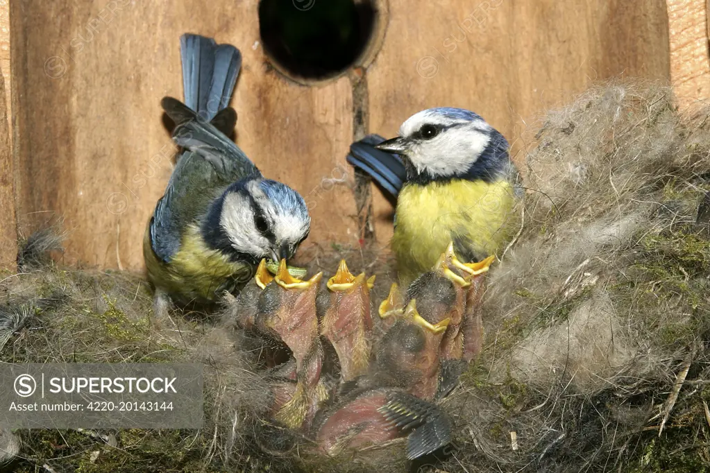 Blue Tit - pair feeding grubs to chicks at nest (Cyanistes caeruleus). Latin formerly Parus caeruleus.