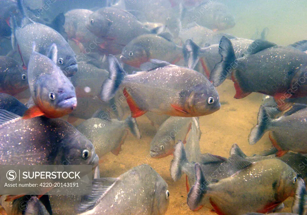 Red-bellied PIRANHA (Serrasalmus nattereri). Ilanos, Venezuela.