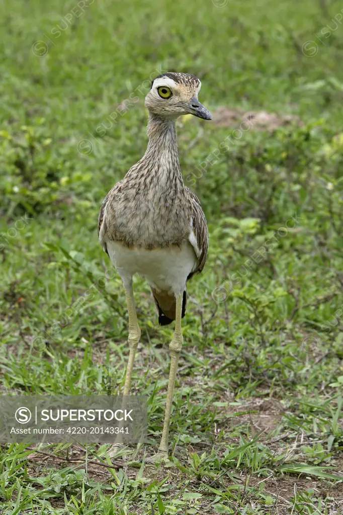 Double-striped / Mexican Thick-knee / Double-Striped Stone Curlew - female (Burhinus bistriatus). Llanos Venezuela.