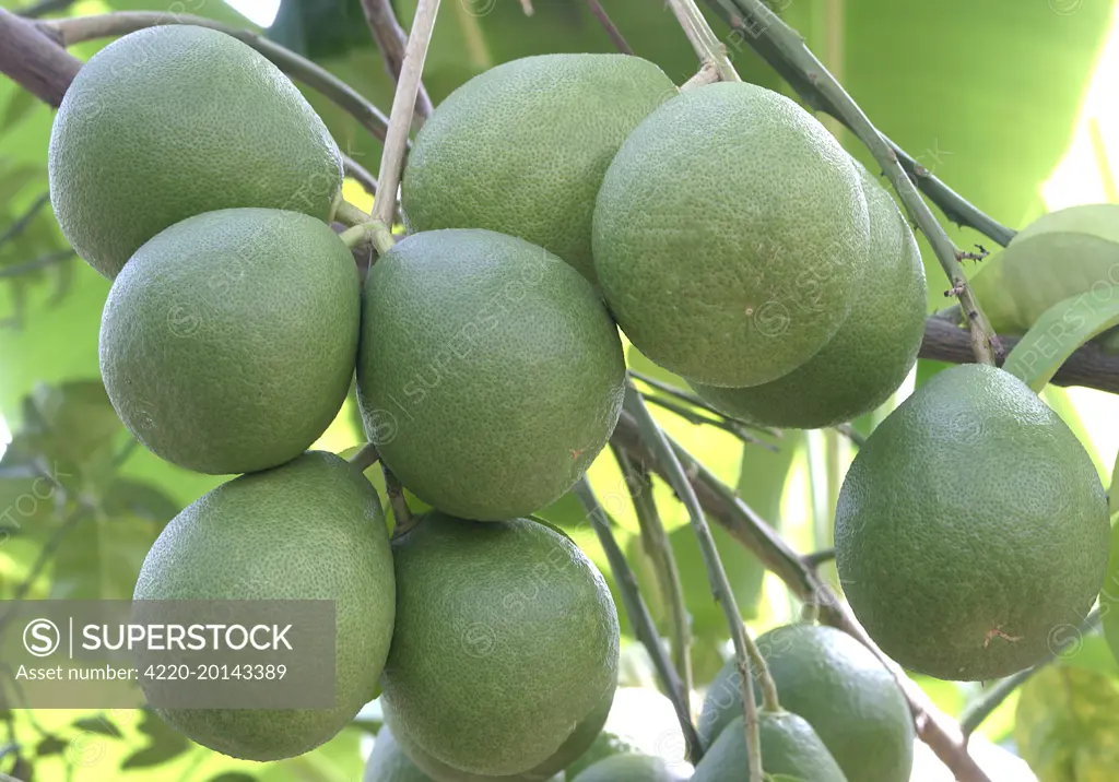 Pomelo / Pommelo / Shaddock - edible citrus fruit (Citrus grandis). Venezuela. In the Pacific and Asia it is known as a Jabong.