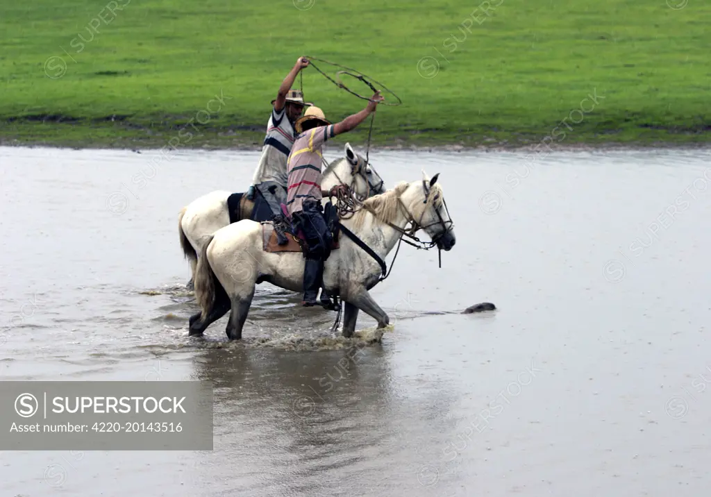 South American Cowboy / llanero - catching capybara for research / radiotracking, using lasso (Hydrochaeris hydrochaeris). Llanos, Venezuela.