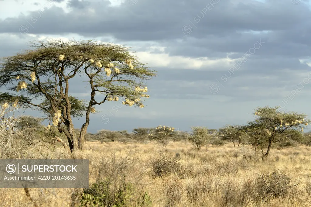 Africa - savannah in Samburu National Park . Kenya.