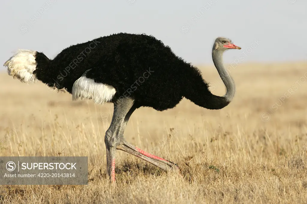 Ostrich. (Struthio camelus). Nakuru - Kenya - Africa.