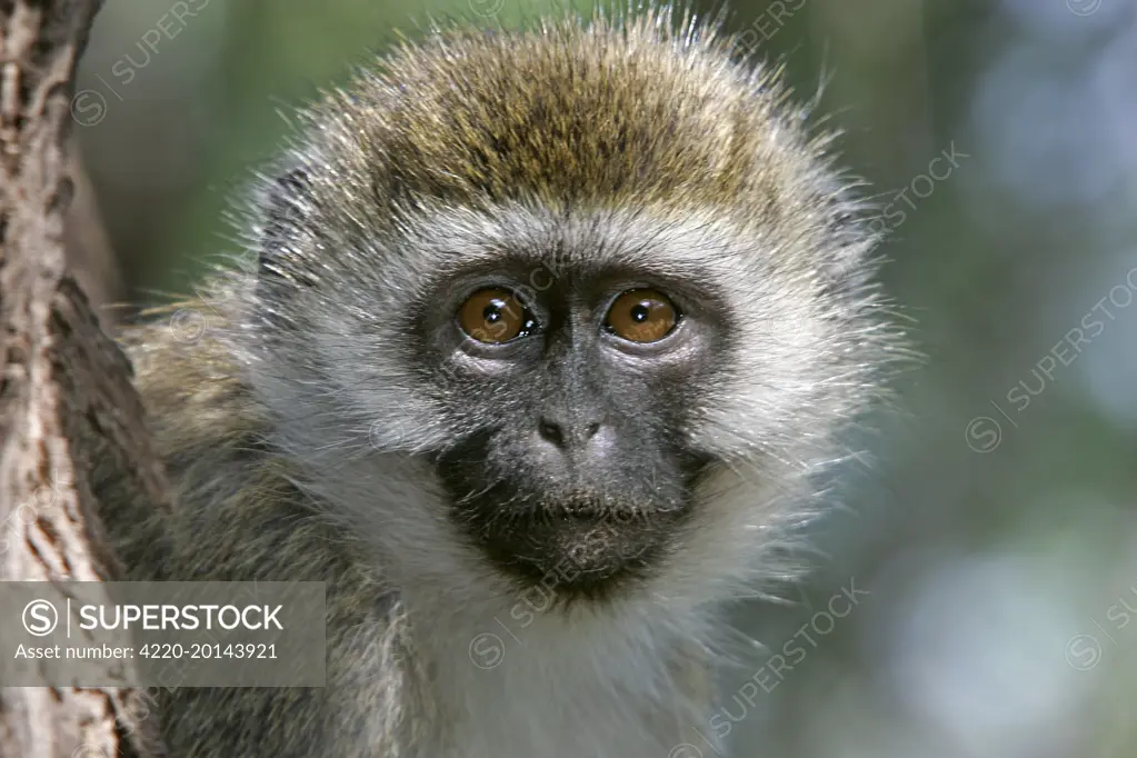 Vervet Monkey - close-up of face (Chlorocebus aethiops). Maasai Mara National Park - Kenya - Africa.