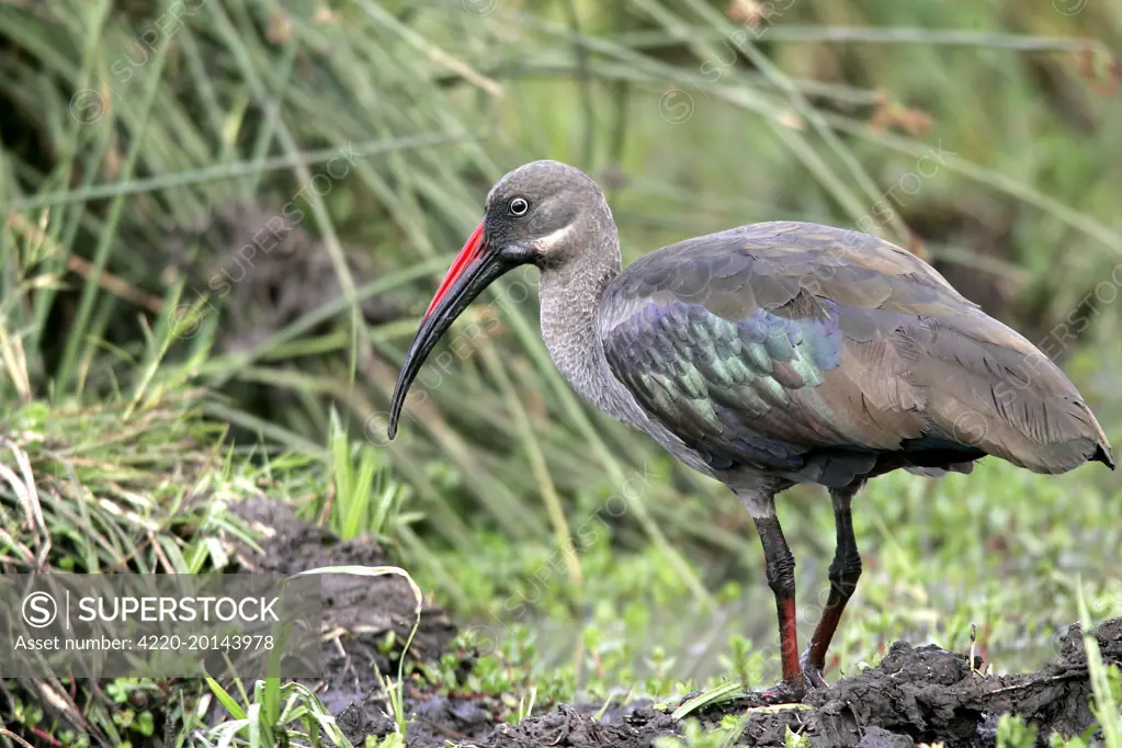 Hadada / Hadeda Ibis (Bostrychia hagedash). Kenya, Africa. Old scientific name: Hagedashia hagedash.