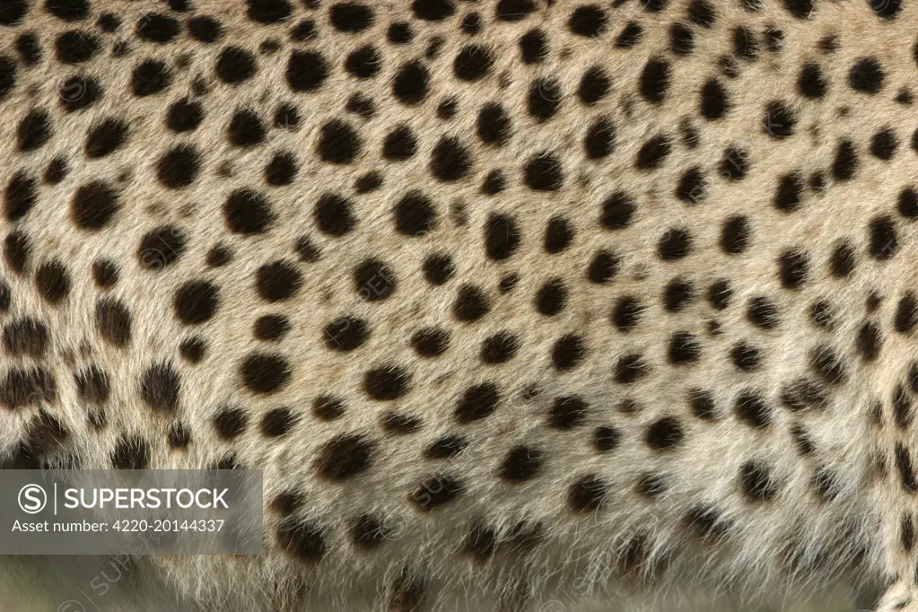 Cheetah - close-up of fur / coat, showing spots (Acinonyx jubatus). Cape Province. South Africa. Africa.