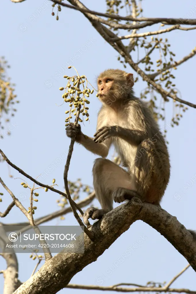 Rhesus Macaque Monkey - female sitting in tree, eating fruit (Macaca mulatta). Bandhavgarh NP, India. Distribution: Afghanistan to northern India and southern China.