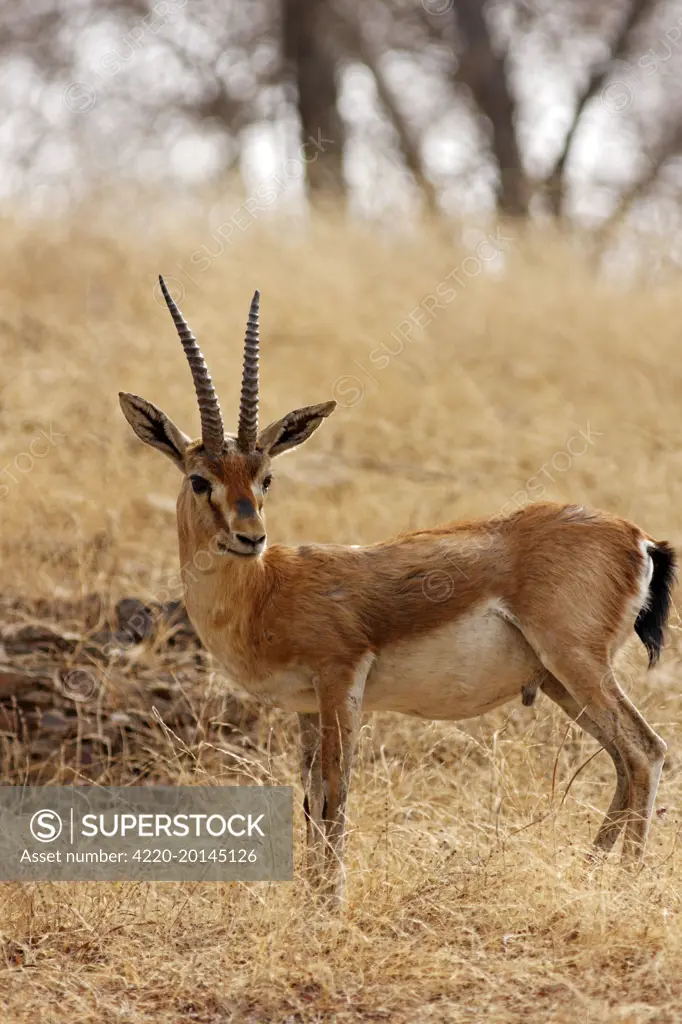 Chinkara / Indian Gazelle in the dry grassland (Gazella bennettii). Ranthambhor National Park, India. Alternative spellings: Ranthambhore / Ranthambore / Ranthambor.