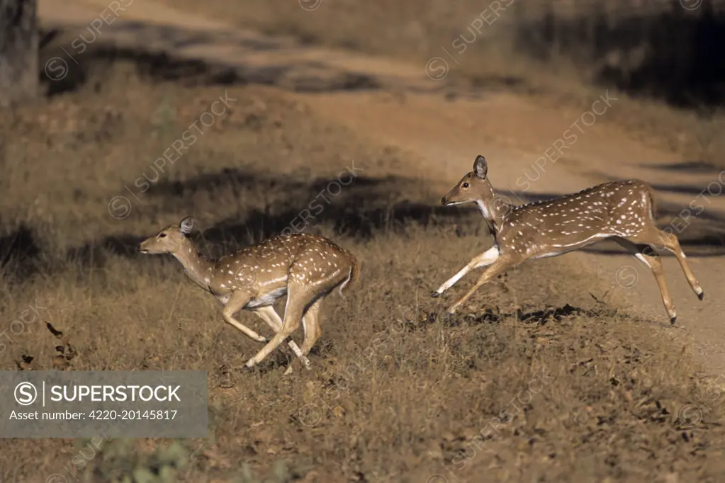 Young Spotted Deer / Chital - running, (Axis axis). Kanha National Park, India.