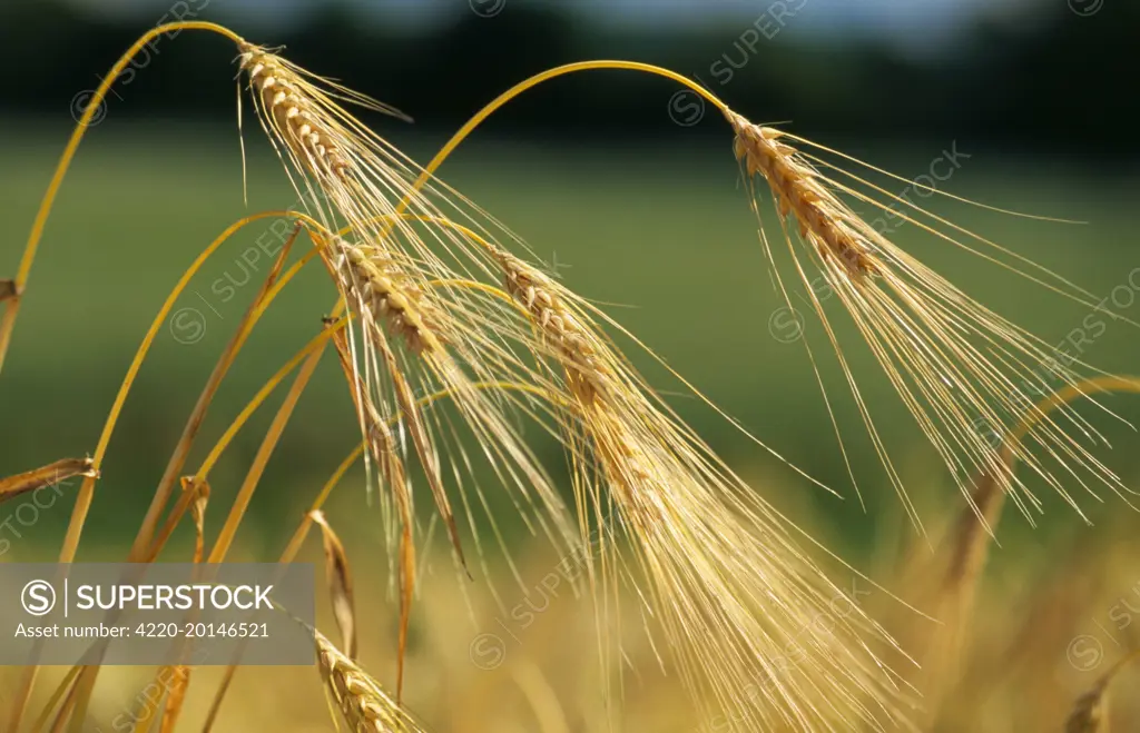 Cereal - Barley sheaf (Hardeum vulgare)