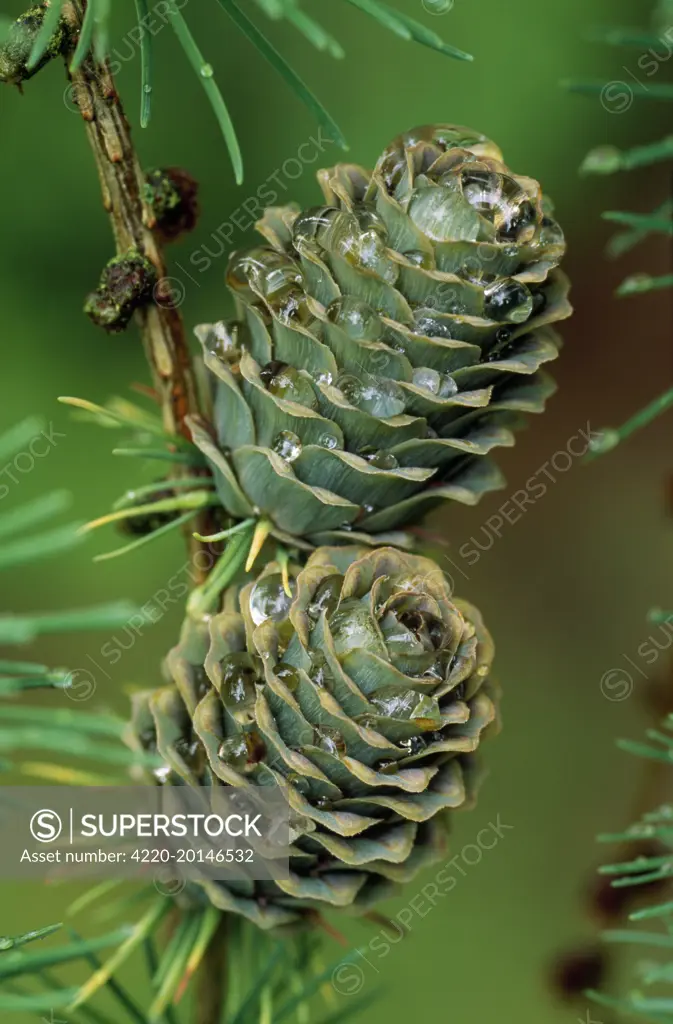 Japanese LARCH - Cones (Larix kaempferi)