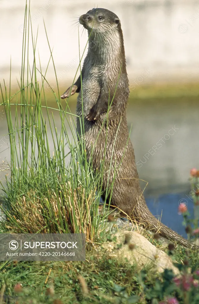 European OTTER - standing on hind legs (Lutra lutra)