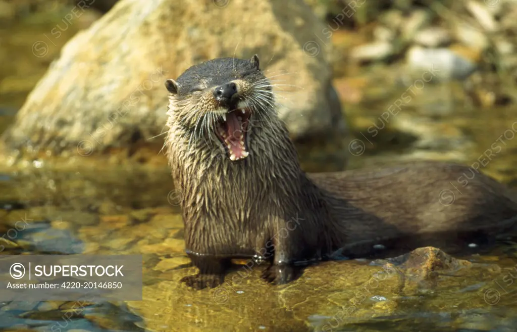 European OTTER - yawning (Lutra lutra)