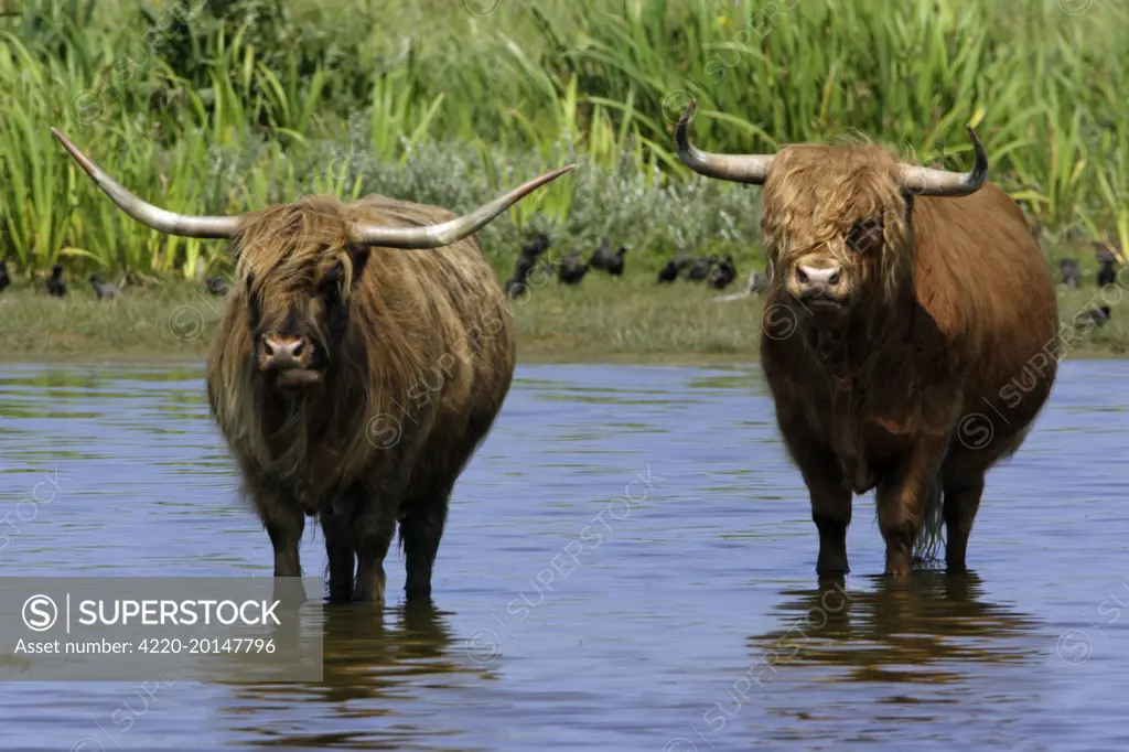 Highland Cattle - Bull and cow standing in lake to cool down in summer. Isle of Texel, Holland.