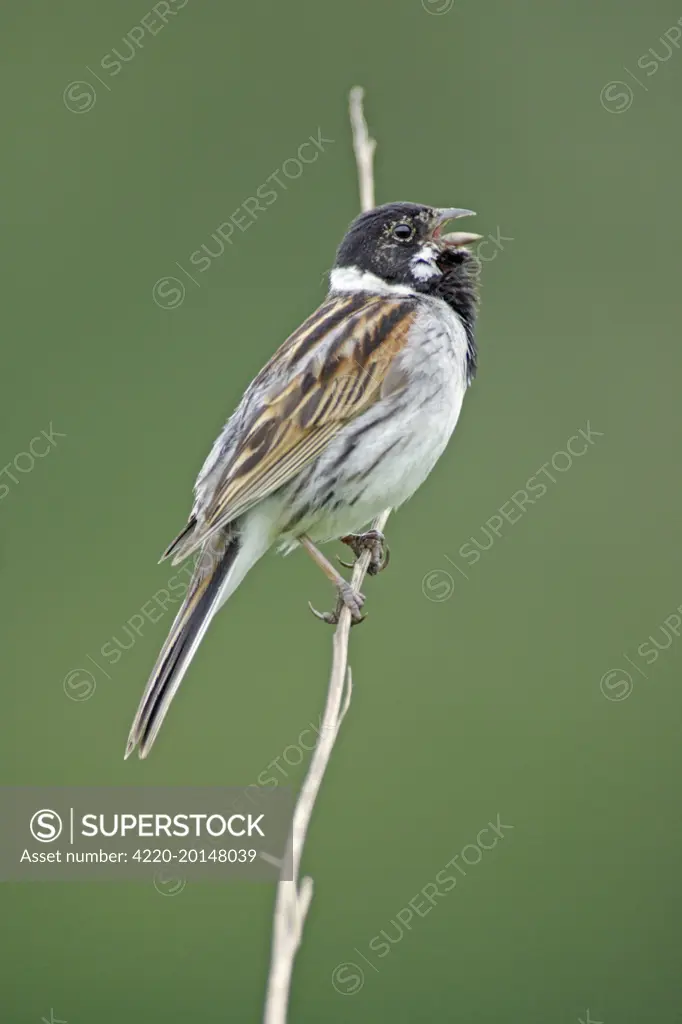 Reed Bunting - male bird singing from reed stalk, (Emberiza schoeniclus). Hessen, Germany.