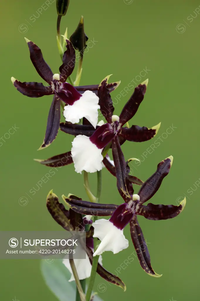 Hybrid Orchid - blossom, arboreal type, 'Everglades' (Miltonia x Onicidium x Brassia x). Hessen, Germany.