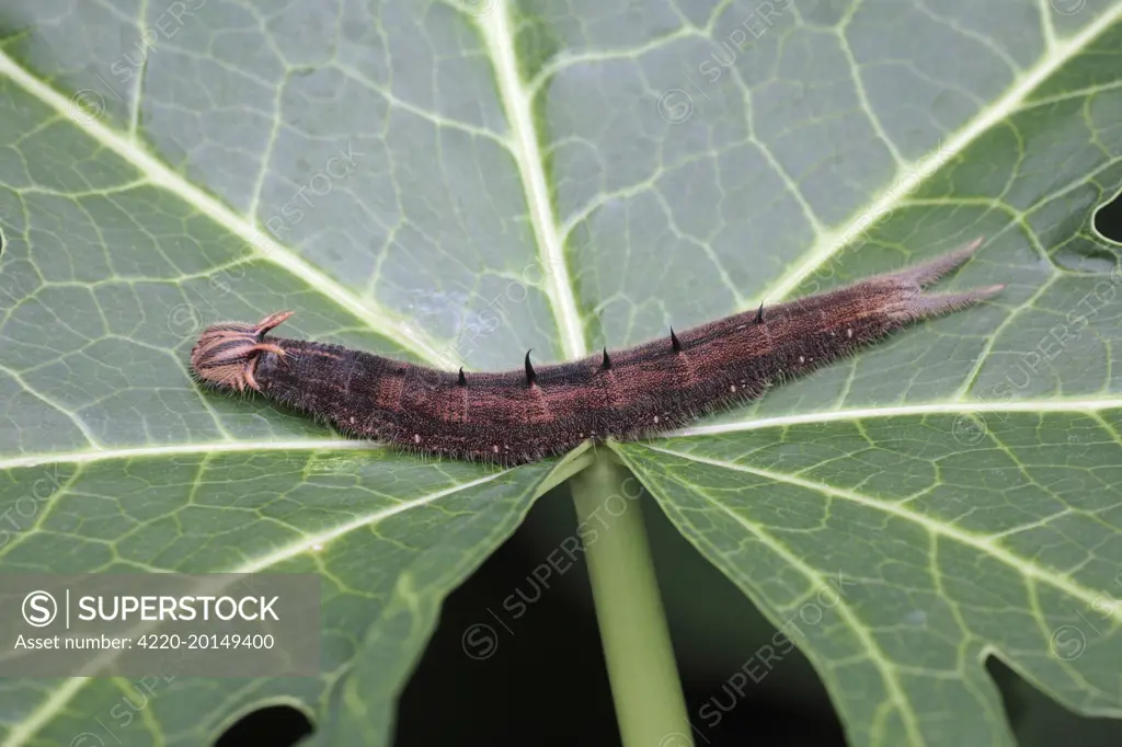 The Owl Butterfly - caterpillar (Caligo memnon). Dist: Central and South America.