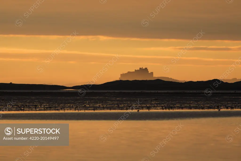 View of Bamburgh Castle - from Holy Island causeway at dawn. Lindisfarne National Nature Reserve, Northumberland, England.