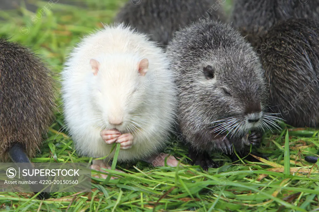 Nutria / Coypu - albino young animal feeding on grass (Myocastor coypus). distribution - North America, Europe, Asia, Africa.