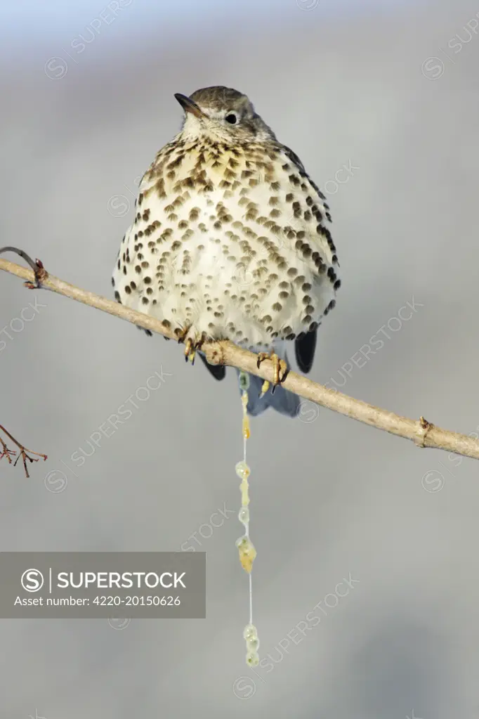 Mistle Thrush - excreting mistletoe berry seeds (Turdus viscivorus). Lower Saxony, Germany.