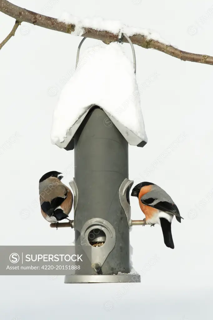 Bullfinch -  male and female at feeding station in garden  (Pyrrhula pyrrhula). winter - Lower Saxony - Germany.