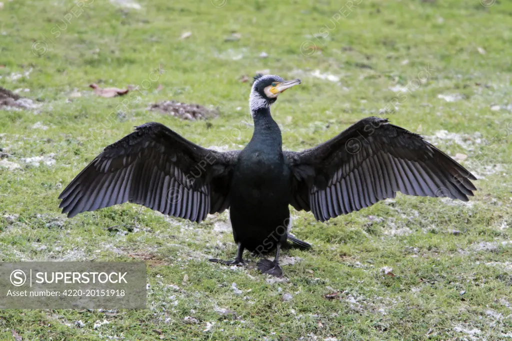 Cormorant - in breeding plumage - stretching and drying wings (Phalacrocorax carbo). Lower Saxony - Germany.