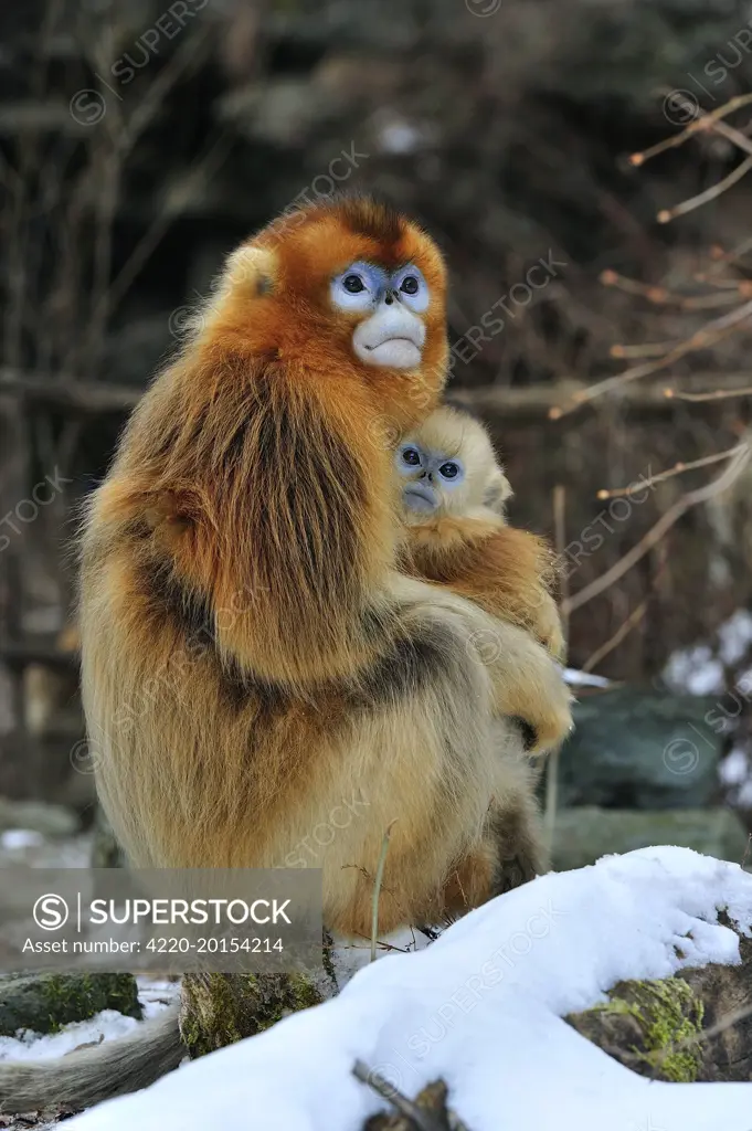 Golden Snub-nosed Monkey - female with baby  (Rhinopithecus roxellana). Qinling Mountains - Shaanxi province - China.