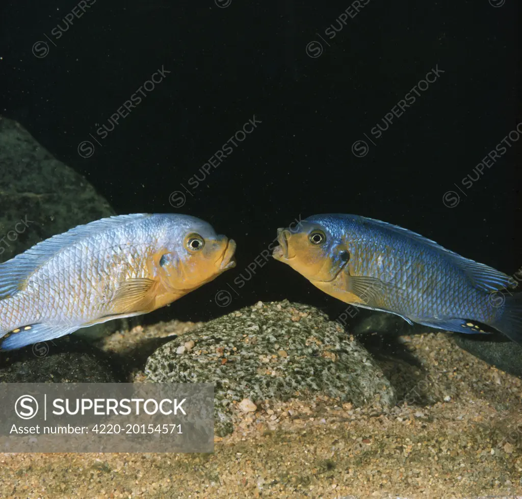 Lake Malawi Fish / Cichlid - sexual rivalry between males, mouth fighting (Petrotilapia tridentiger)