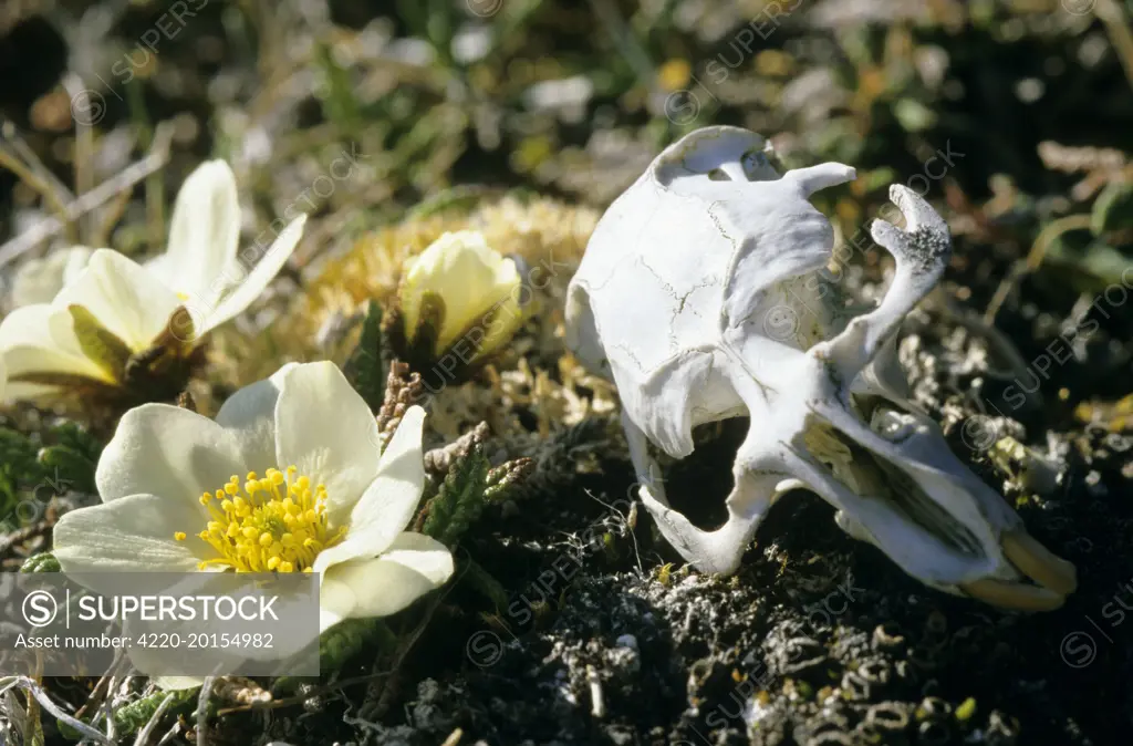 Siberian Lemming - skull in tundra (typical scene due to a high lemming population), next to a flowering White Dryas (Dryas octopetala) plant (Lemmus sibiricus). Taimyr peninsula, Kara sea shore, North of Siberia, Russian Arctic.