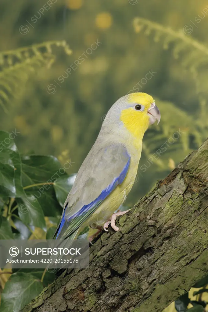 Yellow-faced Parrotlet  (Forpus xanthops). Maranon Valley - Libertad - Peru.