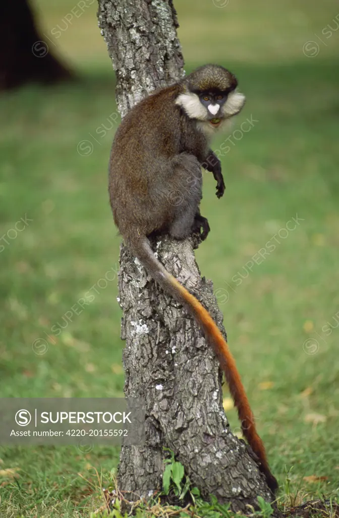 Red-tailed Monkey / Schmidt's Guenon / Schmidt's spot-nosed Guenon / Redtail Monkey / Black-cheeked White-nosed Monkey / Red tailed Guenon (Cercopithecus ascanius schmidti). Maasai Mara Kenya, Africa.