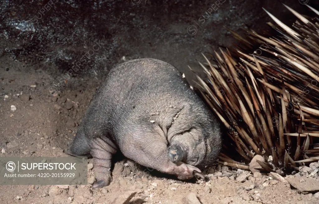 Short-beaked / short-nosed / Spiny ECHIDNA - Also known as a Spiny Anteater - baby (Tachyglossus aculeatus). Distribution: Australia, Tasmania and SE New Guinea.