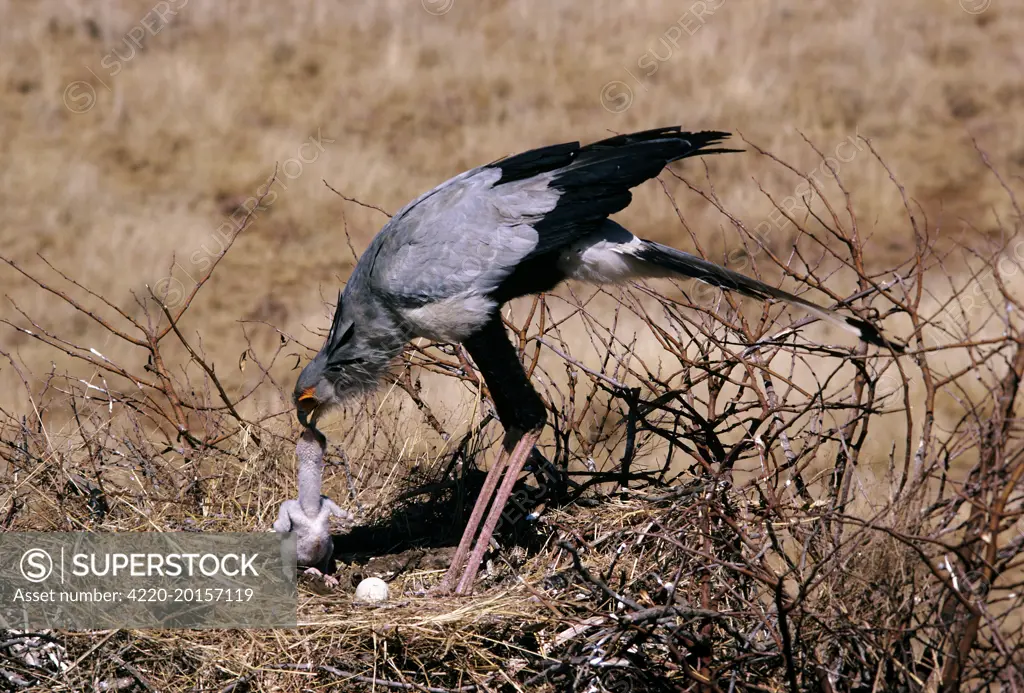 Secretary Bird - feeding water to chick (Sagittarius serpentarius)