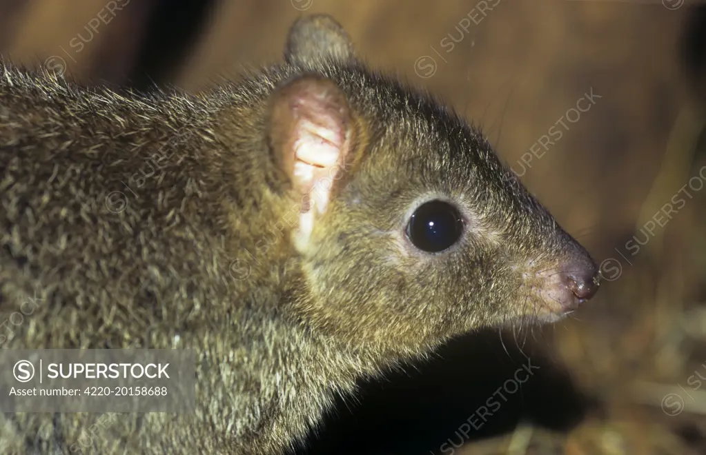 Brush-tailed bettong. Also known as:Brush-tailed rat kangaroo and woylie (Bettongia penicillata)