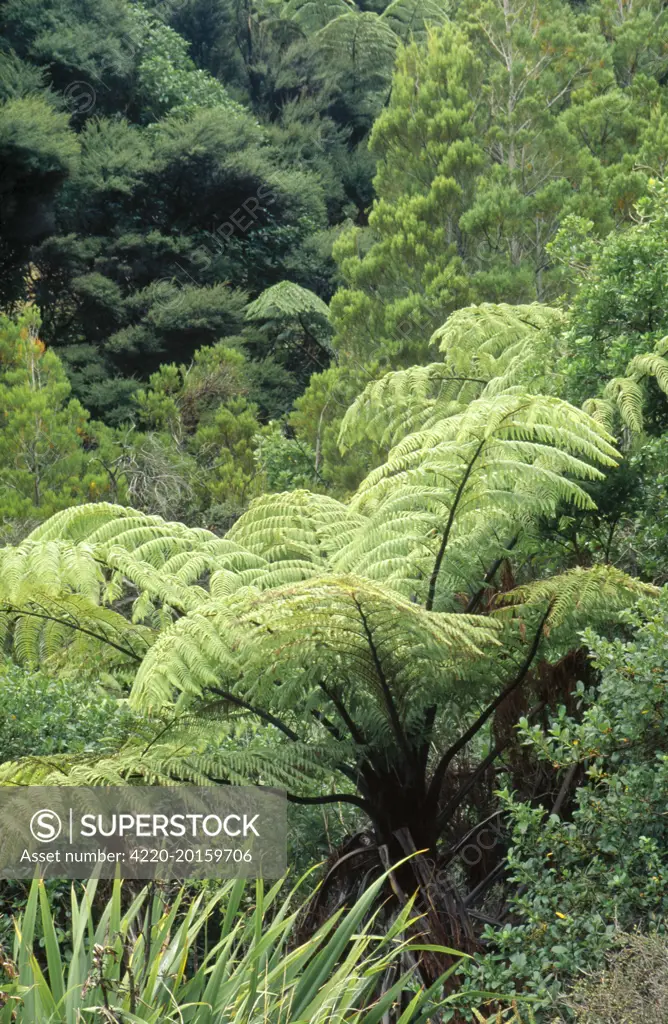 Mamaku Tree Fern - pith boiled for food by Maori people (Cyathea medullaris)