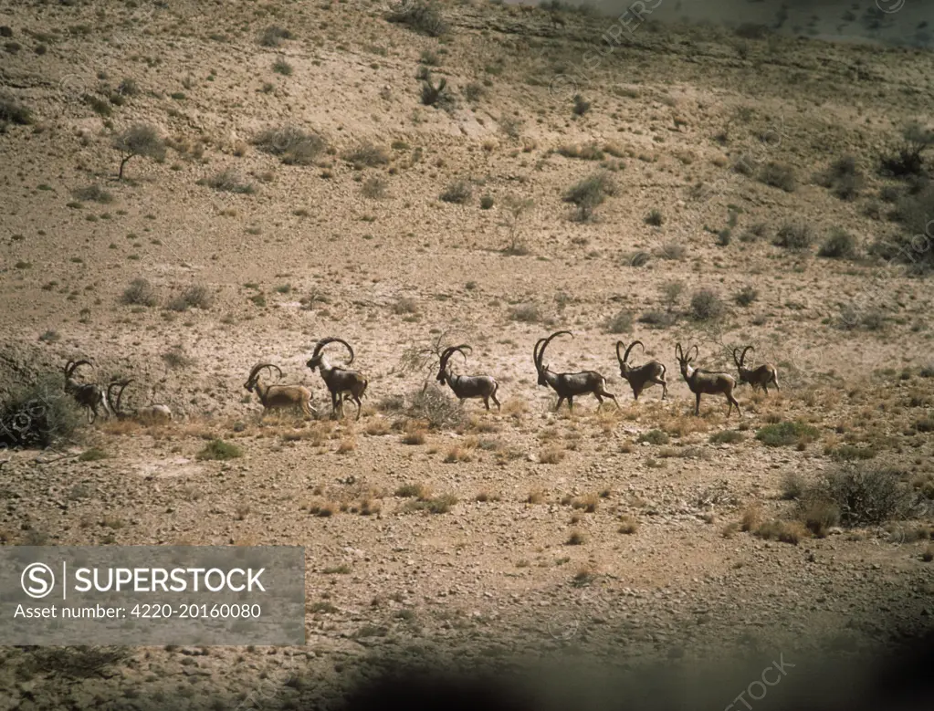 Turkmen Wild Goat - bachelor herd moving across desert (Capra aegagrus turcmenica). Kirthar National Park, Pakistan.