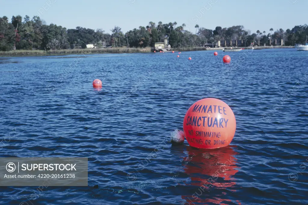 Manatee Sanctuary - crystal river. Florida, USA.