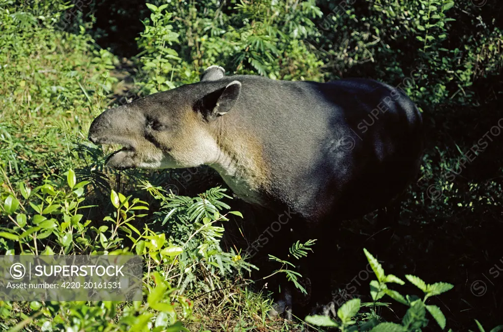 Baird&#x573; TAPIR - side view, eating (Tapirus bairdii)