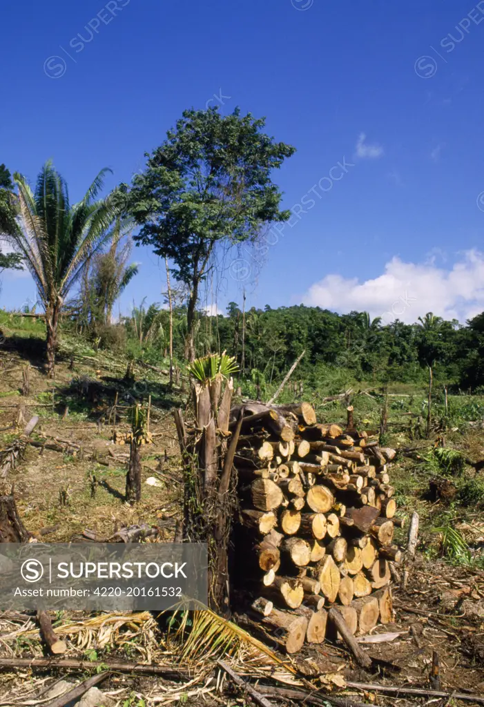 Deforestation - clearing rainforest. Belize Central America.