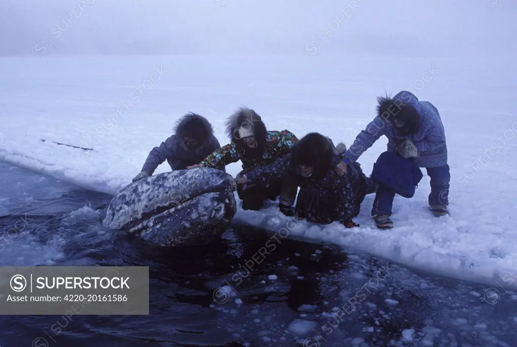 California Grey whale - Grey whales trapped in ice (Eschrichtius robustus). near Barrow, Alaska, October 1988.