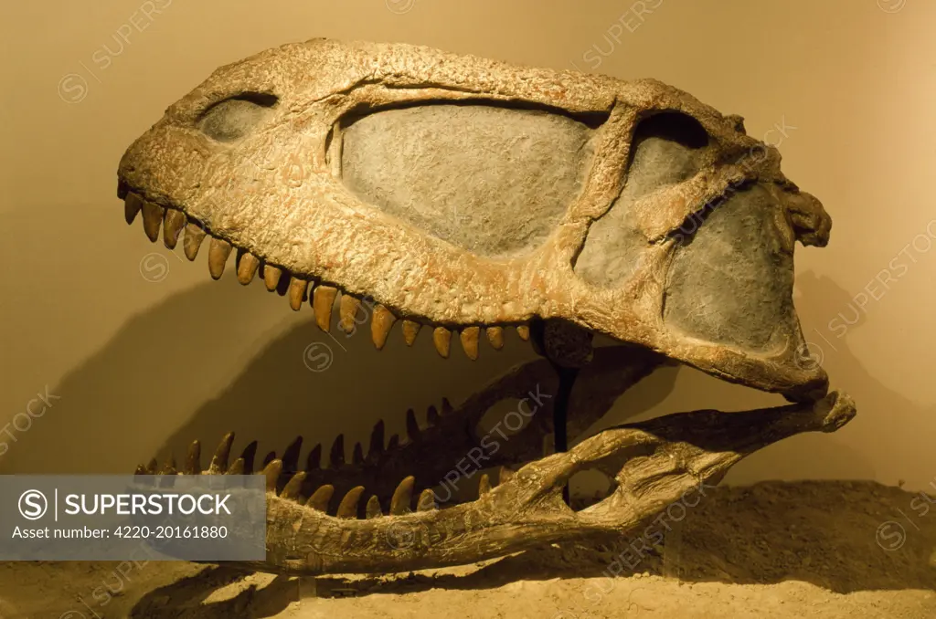 Abelisaurus comahuensis - Theropod. . Cretaceous.