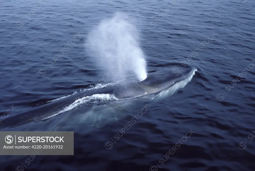 FIN WHALE - blowing (Balaenoptera Physalus). Gulf of Maine, North Atlantic Ocean.