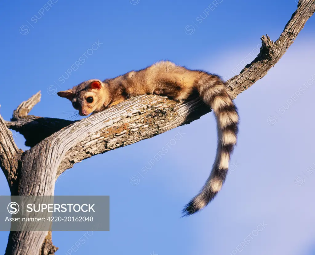 Cacomistle / Ringtailed Cat / Ringtail (Bassariscus astutus). North America.