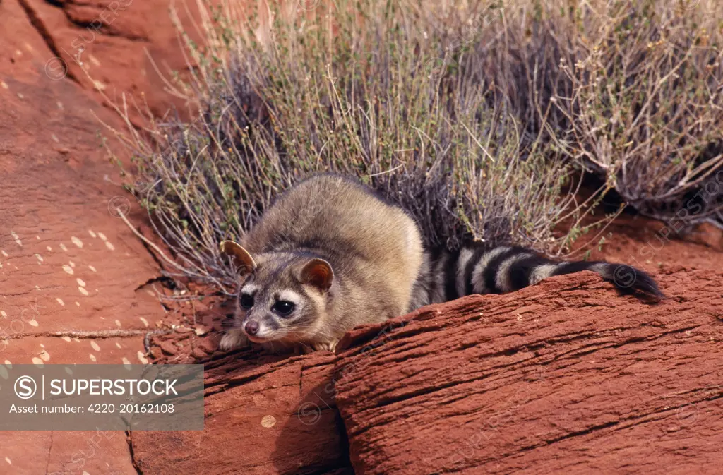 Cacomistle / Ringtailed Cat / Ringtail (Bassariscus astutus). North America.