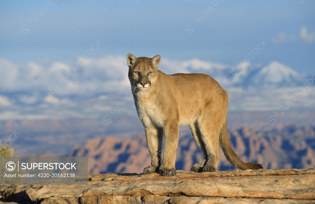 Mountain shops Lion Felis ConColor Vintage 1996 Poster 24 x 36